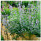 Nepeta 'Six Hills Giant' / Catmint in 2L Pot, Attractive Aromatic Foliage 3fatpigs®