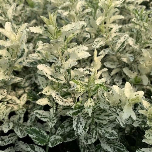 Plant Theory Harlequin Evergreen Bittersweet Euonymus Fortunei Shrub Plant 2L Pot