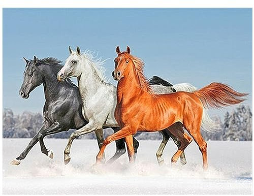 DCIDBEI Diamond Painting Pferde Quadratisch 50x40cm - Stickbilder Erwachsene Landschaft Strand Meer Mit Eckigen Steinen