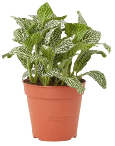 Verdecora Fittonia | Hojas originales de color verde con nervaduras de colores llamativos | Planta Natural de interior (maceta de Ø13cm)