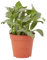 Verdecora Fittonia | Hojas originales de color verde con nervaduras de colores llamativos | Planta Natural de interior (maceta de Ø13cm)