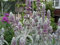 Teppich-Wollziest “Silver Carpet” (Stachys byzantina), Eselsohr 30 Samen