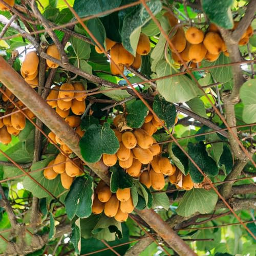 550 Pcs Kiwibeeren Pflanze Samen - Actinidia Chinensis - Kiwi, Obstbäume, Kaufen Geschenke Für Gartenliebhaber Kiwibeere Baum Samen, Obstsamen, Winterfeste Pflanzen Für Balkon Bonsai