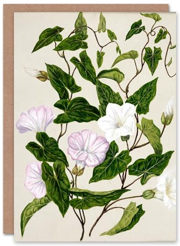 Artery8 Sarah Featon Art Card New Zealand Bindweed Wildflowers