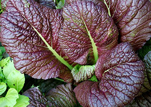 Rouge Gaint moutarde 300 graines profondes feuilles rouges/mauves