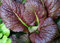 Red Gaint senape 300 Semi profondo rosso/foglie viola