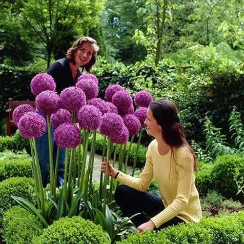 PERZOE 150 piezas de semillas de plantas de flores de cebolla grande Allium Giganteum, decoración de jardín para el hogar Semillas de cebolla gigante # 150 piezas
