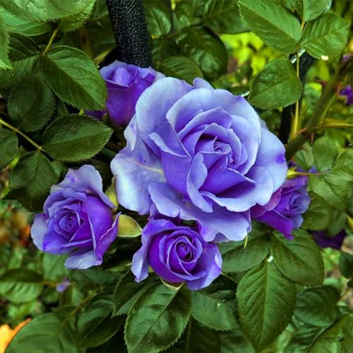 Winterharte Samen,Blumensamen für eine bunte Bienenwiese,Premium Samen Blumen,20 Sorten Blumensamen,Bienenweide- 30PCS Rosen Pflanzen Samen