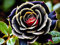 Rosen Zwiebeln, Kletterpflanzen,Winterhart MehrjäHrig,Gartenblumen,Rosenrhizom,Rosen Pflanze-2rhizome-F