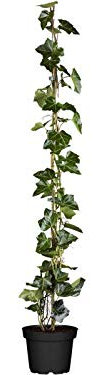 Hedera helix Gemeiner Efeu Kletterpflanze Sichtschutz im Topf gewachsen (60-100cm)