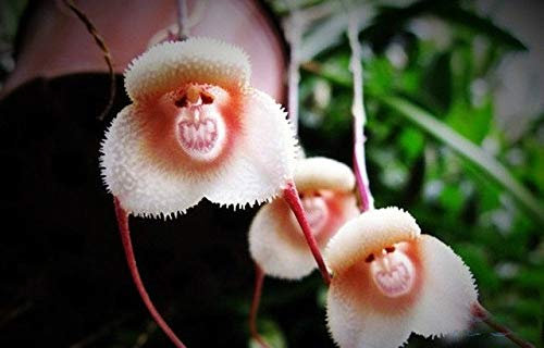 9 Tipi, seltene, kostbare, niedliche Topforchidee mit Affengesicht aus Peru, Orchidee, ältere Phalaenopsis, Bonsai, Piante Fiore: Giallo
