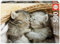 Educa - Puzzle 500 Teile für Erwachsene | Süße Kätzchen, 500 Teile Puzzle für Erwachsene und Kinder ab 11 Jahren, Katzen, Tierpuzzle (19004)