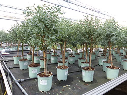 gruenwaren jakubik Eucalyptus Gunni Stamm Eukalyptusbaum, 70-90 cm, Pflanze winterhart
