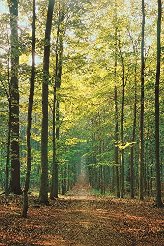 empireposter Forests - Waldweg Sommer - Poster Plakat Druck - Größe 61x91,5 cm + 1 Packung Powerstrips® - Inhalt 20 Stück