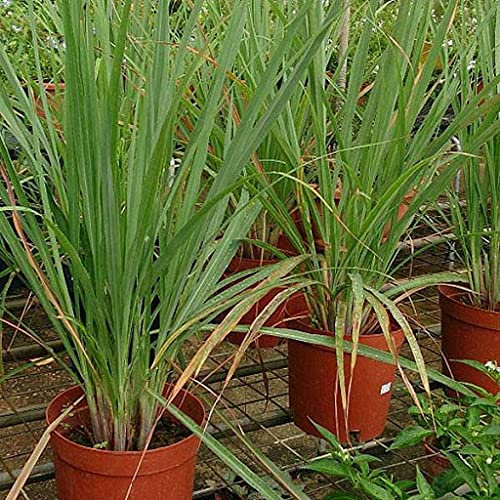 Lemongrass Plant Seeds : Seeds Only