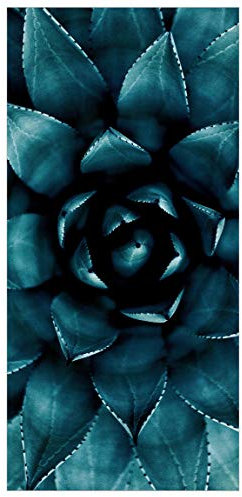 Bilderwelten Raumteiler - Sukkulente Petrol II - 250x120cm, inkl. Halterung