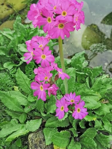 Rosenprimel - Primula rosea | Wasserpflanze | Teichpflanze | Sumpf Primel | Winterhart |