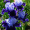 Iriszwiebeln,winterhart mehrjährige krautige pflanzen,schwertlilie rhizome,iris bulbs,iris-schwertlilie zwiebeln,iris Blume,schwertlilie lila,iris zwiebeln mehrjährig pflanzen.-4zwiebeln-B
