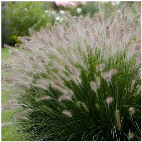 Stauden Gänge 10 x Pennisetum alopecuroides 'Foxtrot' Lampenputzergras | Hohes Ziergras für Sonne, Blüte August bis Oktober, mehrjährig, 1 L Topf (11x11 cm)