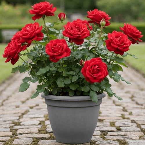 Gemischte ROSE — Gentechnikfrei, alte Sorte, mehrjährig — Exotische Gartenrosen — Ideal für Blumenbeete, Kübel und Hausgärten-F-1500pcs