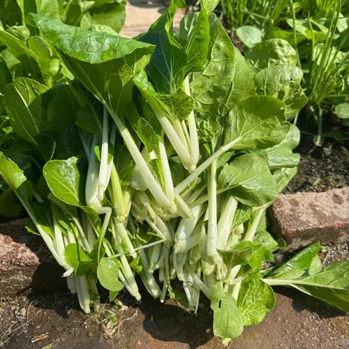 semi di pak choi, esotiche giardino biologici, varietà antiche 500pcs