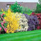 GardenersDream 10 x Mixed Shrub Plants - Colourful Outdoor Garden Ready Potted Plants - All Year Round Flowering Shrubs - Outdoor Plant for Gardens, Borders and Hedges (15-30 cm, incl. 9 cm Pot)