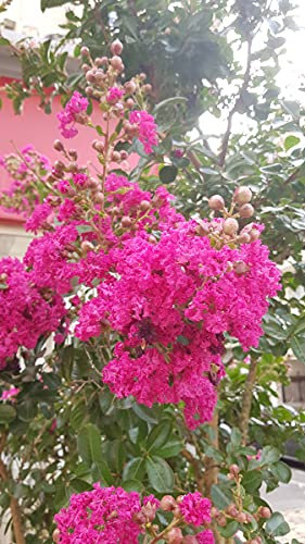 Lagerstroemia indica 'Rosea' / Lilas des Indes à fleurs roses/Conteneur de 3 à 4 litres