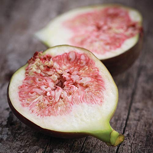 Fruit FIG (FICUS) Brown Turkey FICUS CARICA Common FIG Hardy Shrub Fruit Tree 1 x 7 Litre Potted Plant by Thompson and Morgan