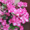 100 pcs azalee winterhart balkon samen, pflanzen balkon, bio samen rhododendron samen - Rhododendron simsii - balkonpflanzen frühling, blumengeschenk frühblüher pflanzen, outdoor pflanzen