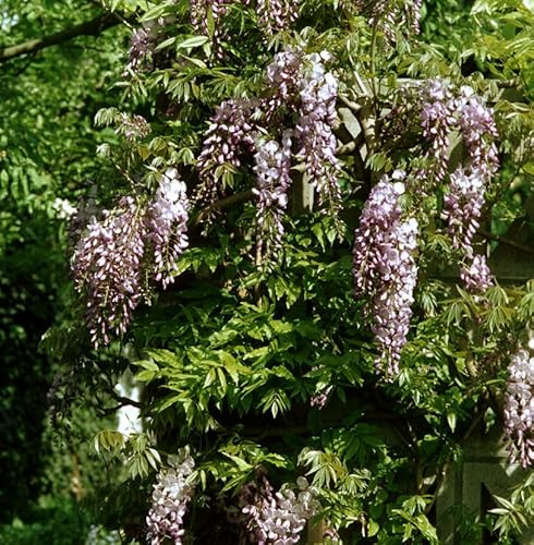 Niedriger Blauregen Shiro Beni 60-80cm - Wisteria sinensis - lebende Gartenpflanze aus den Baumschulen