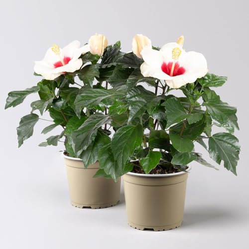 Hibiskus, weiß, Topf-Ø 13 cm, Höhe ca. 35 cm, 2 Pflanzen