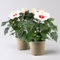 Hibiskus, weiß, Topf-Ø 13 cm, Höhe ca. 35 cm, 2 Pflanzen