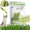 Cat Grass Sticks for Indoor Cats, Cat Grass Teething Stick, Cat Catnip Chew Sticks, Natural Cat Grass Sticks Molar Rod for Hairball Removal (6PCS)