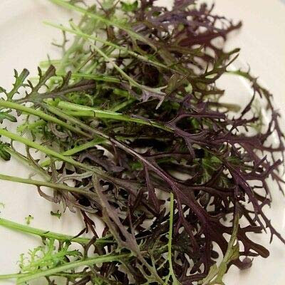 MOSTARDA ROSSA RICCIA NR.300 SEMI