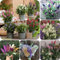 500 pz Semi resistenti di Buddleia, Buddleia Semi di prati fioriti, piante da giardino roccioso resistenti Buddleja, Buddleia tricolore fiori balcone semi di bonsai Semi di pascolo