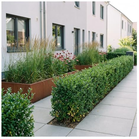 Stauden Gänge 10 x Ligustrum ovalifolium 'Green Diamond' Kompakter Liguster | Kompakter, halbimmergrüner Liguster für niedrige Hecken, winterhart bis -15 °C, 9x9 cm Topf, Lieferhöhe ca. 20-30 cm