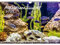 Aquarium Magie Kalender A3 für Tiere 2023 im Aquarium und unter Wasser inkl. Seelenzauber