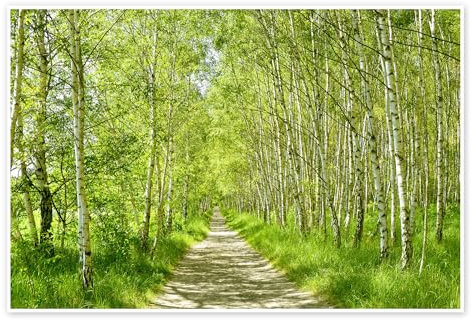 Waldweg im Birkenwald III Poster von Atteloi 60 x 40 cm Grün Architektur Wanddeko