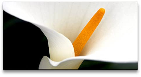 Paul Sinus Leinwandbild 120x60cm Calla Blume weiße Blüte Makrofotografie Schön Dekorativ Kunstvoll