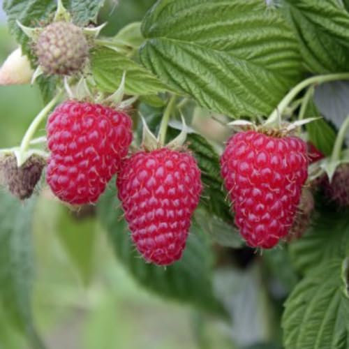 Raspberry 'Summer Lovers Late' - Hardy Shrub - Easy to Maintain - Compact Dwarf Variety - Fruit & Flowering Plant - Ideal Patio Container Display - 1x 2 Litre Pot by Thompson and Morgan