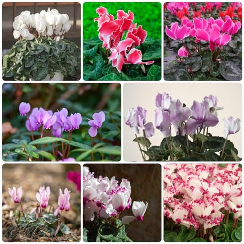 400 pcs Cyclamen samen - deko bienenwiese saatgut,Cyclamen persicum,Alpenveilchen gartensamen balkonpflanzen winterhart schmetterlingswiese plants ausgefallene geschenke dachbegrünung
