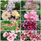 900 pcs geranien samen hängend - kräutergarten geschenk geranie,Pelargonium hortorum, bienenwiese saatgut hochbeete für garten zimmerpflanzen bodendecker gewächshaus balkon