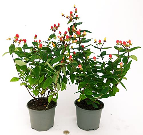 POWERS TO FLOWERS - HYPERICUM, IPERICO, 2 PIANTE, VASO 13CM, piante vere