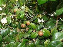 Radny Semillas de flor roja de cactus de cola de mono