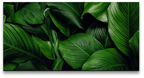 Paul Sinus Leinwandbild 120x60cm Grüne Blätter Fotokunst Natur Schön Dekorativ