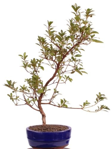 Bonsai - Jap. Satsuki Azalee 'Beniasuka', Rhododendron indicum 218/116