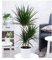 BALDUR Garten Dracena Marginata ca. 120-130 cm hoch, 1 Pflanze, Luftreinigende Zimmerpflanze, unterstützt das Raumklima, Drachenbaum Zimmerpflanze Draceana, mehrjährig - frostfrei halten