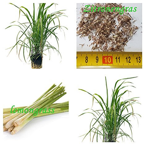 Cymbopogon flexuosus 100 - Hierba limón de la India occidental