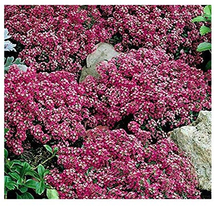 Steinkraut - Alyssum Royal Carpet - Lobularia maritima - Blume - 1000 Samen