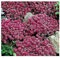 Steinkraut - Alyssum Royal Carpet - Lobularia maritima - Blume - 1000 Samen